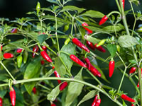 Capsicum annuum